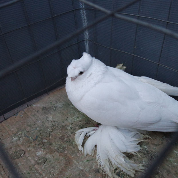 SAM_5665 - PORUMBEII 2017