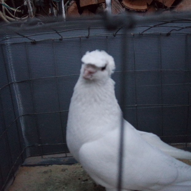 SAM_5686 - PORUMBEII 2017