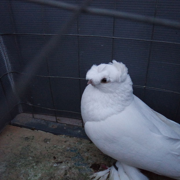 SAM_5694 - PORUMBEII 2017