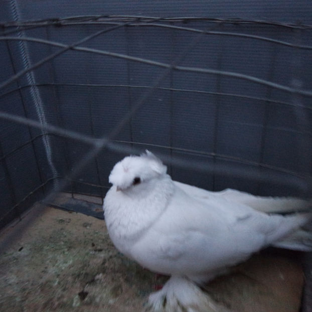 SAM_5701 - PORUMBEII 2017