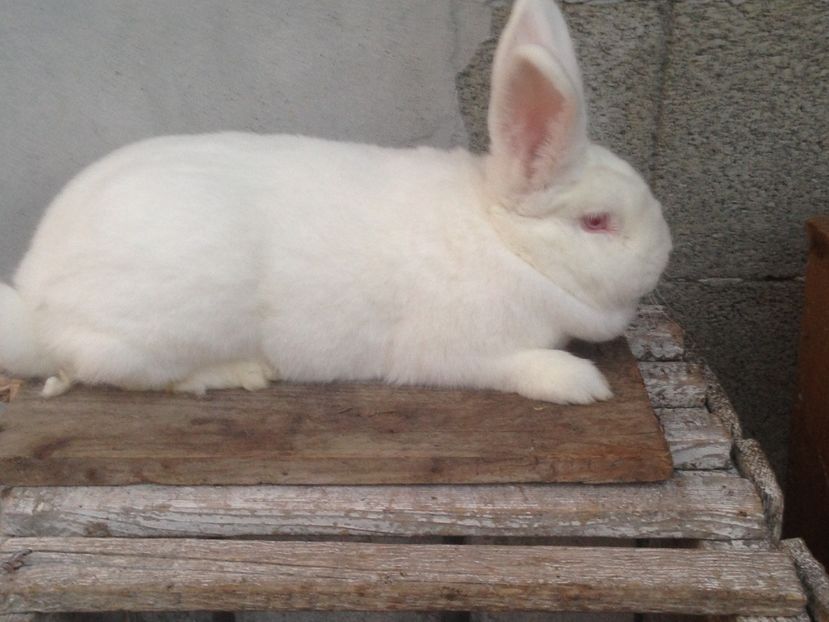  - Iepuri Neozelandez