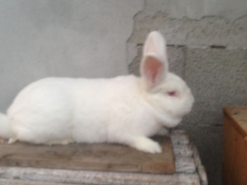  - Iepuri Neozelandez