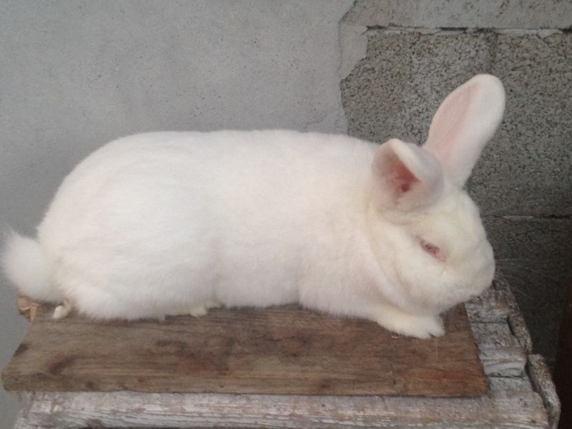  - Iepuri Neozelandez