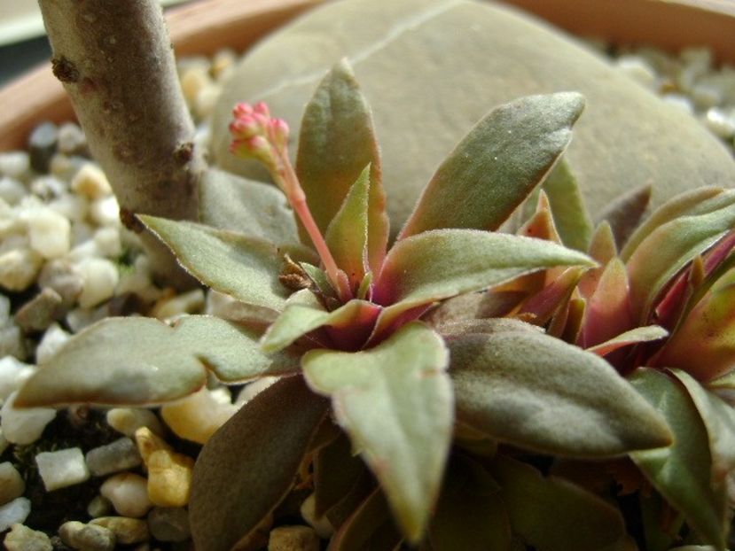Crassula orbicularis - Suculente 2017