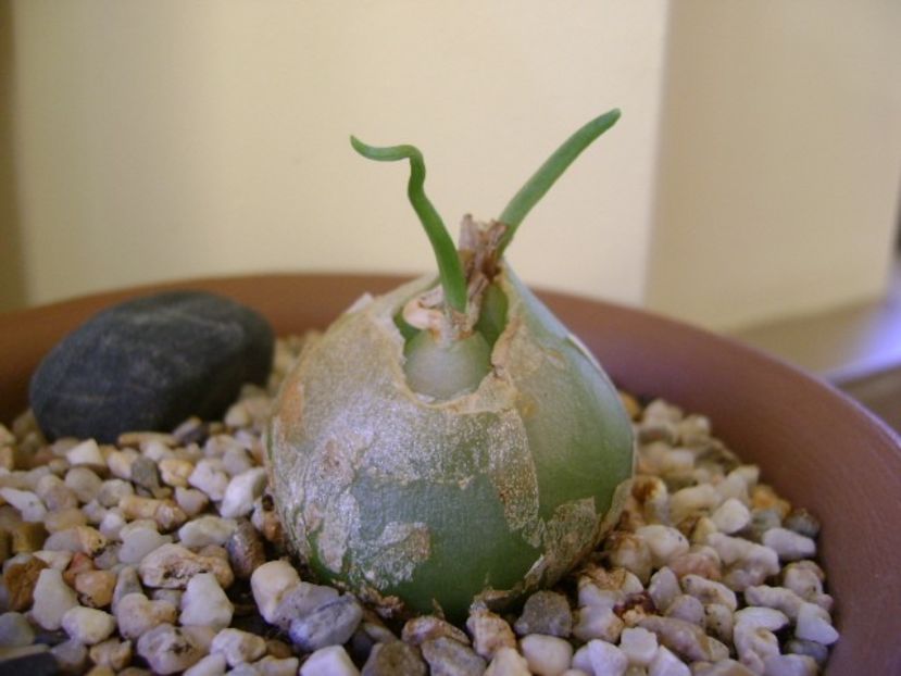 Bowiea volubilis - Caudiciforme si bulbi 2017