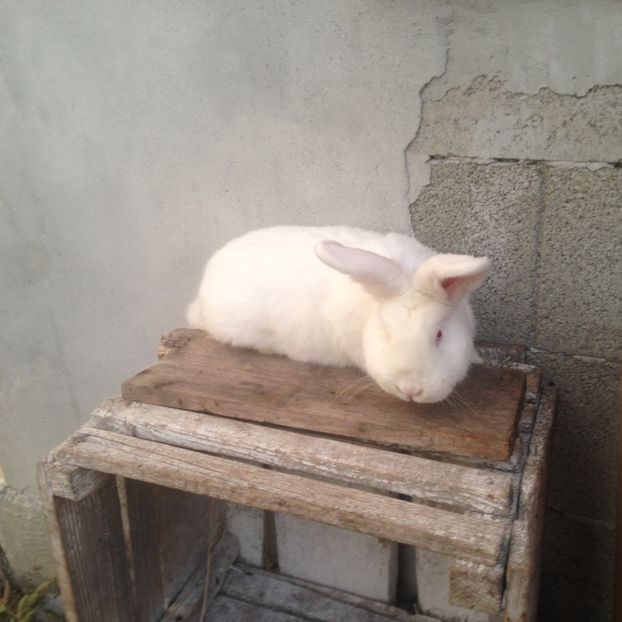  - Mascul neozelandez