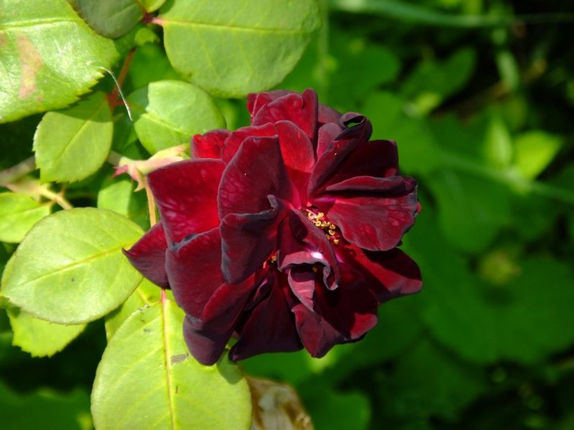 Louise XIV - 2017_07_Iulie