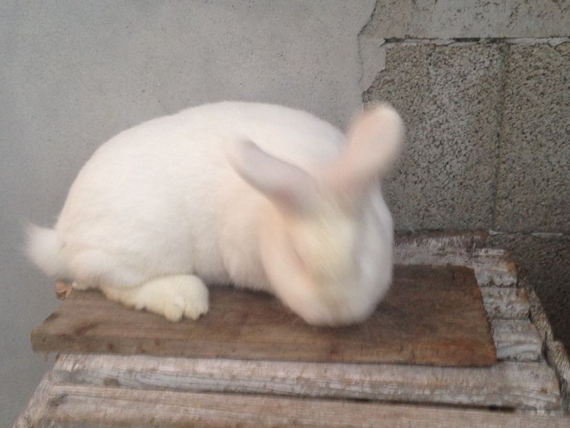  - Femela neozelandez