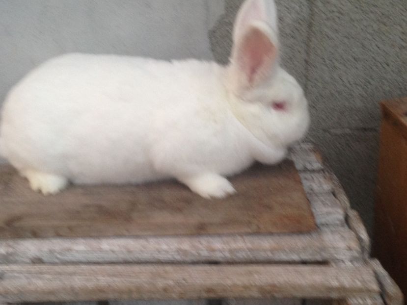  - Femela neozelandez