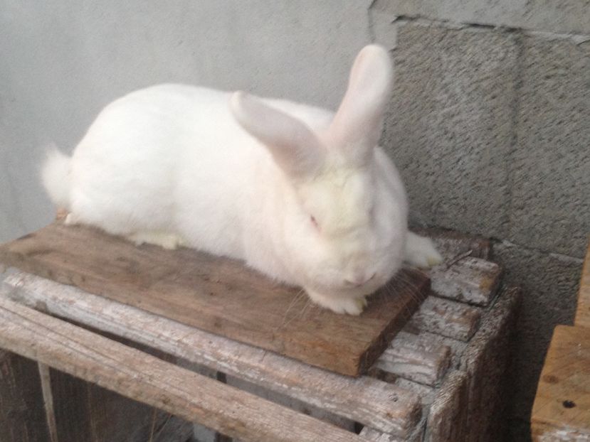  - Femela neozelandez