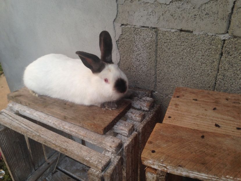  - Mascul californian