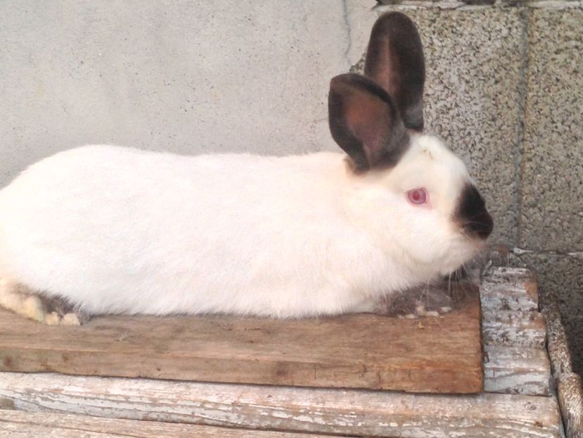  - Mascul californian