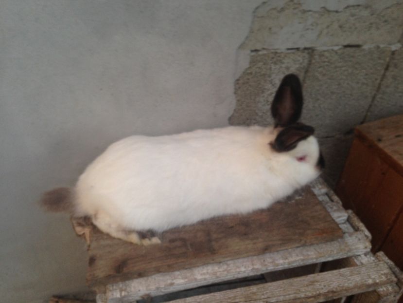  - Mascul californian