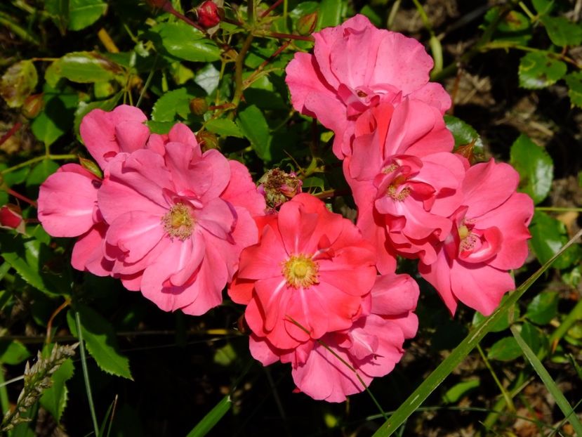 Haidetraum - 2017_07_Iulie