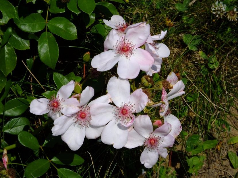 Astronomia - 2017_07_Iulie