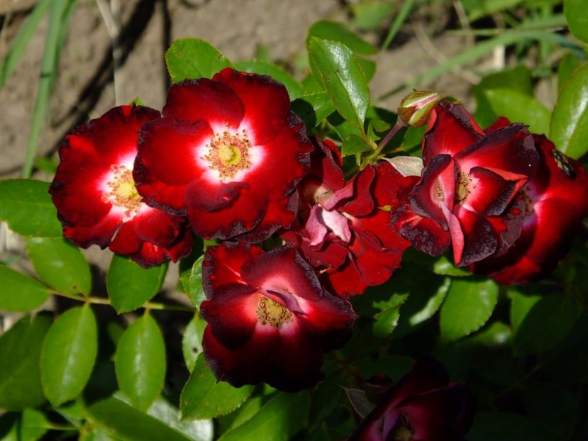 Patrick Poivre d' Arvoir - 2017_07_Iulie