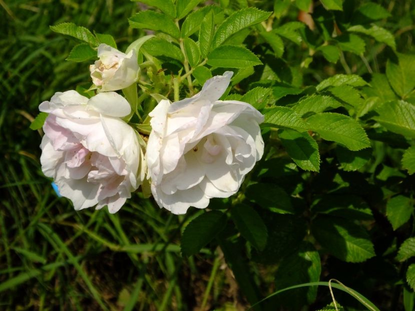 Ritausma - 2017_07_Iulie