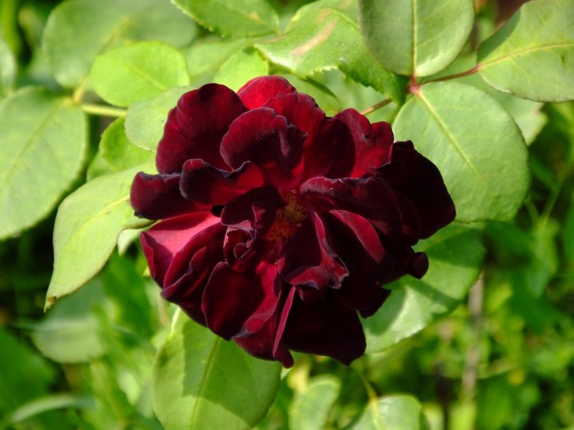 Louise XIV - 2017_07_Iulie