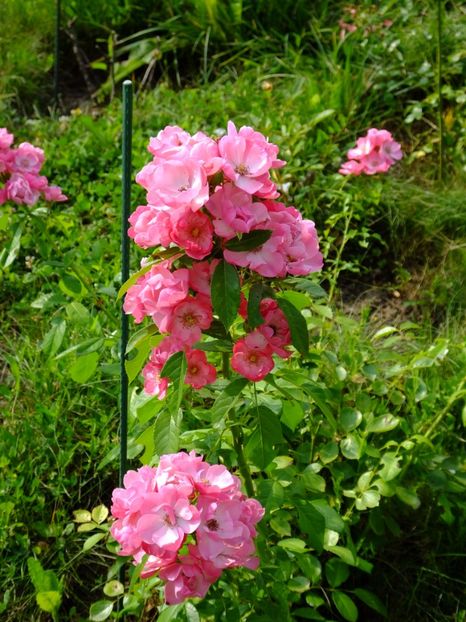 Angela - 2017_07_Iulie