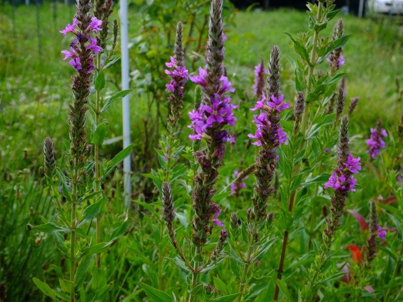 Rachitan? - 2017_07_Iulie