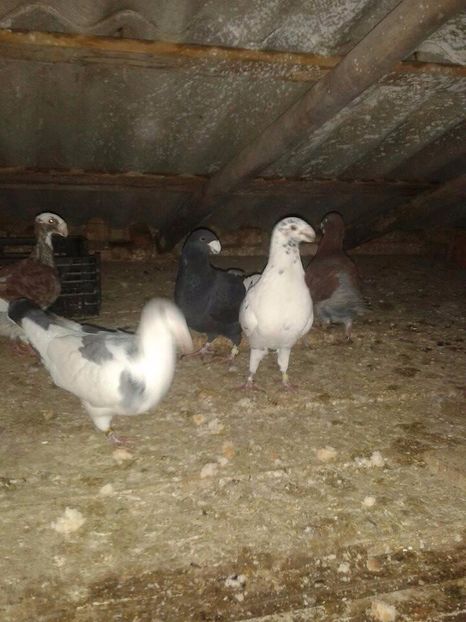  - Pasiunea mea voiajorii germani