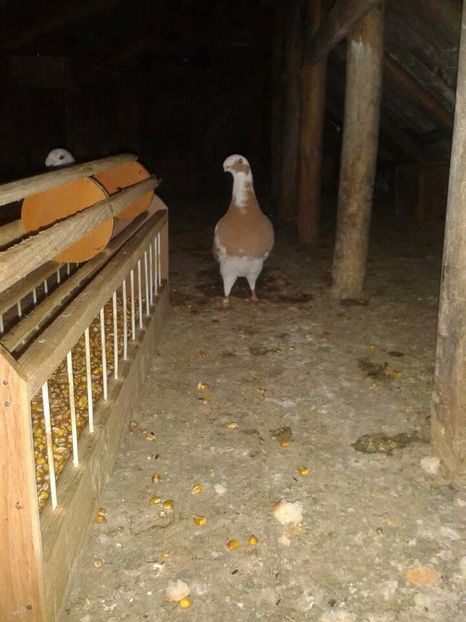  - Pasiunea mea voiajorii germani