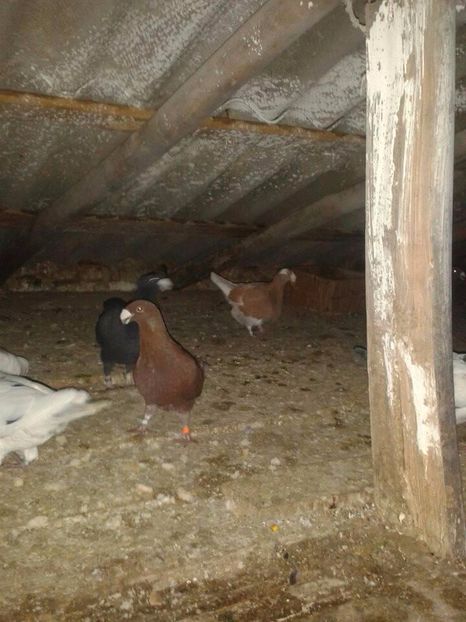  - Pasiunea mea voiajorii germani