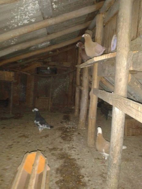 - Pasiunea mea voiajorii germani