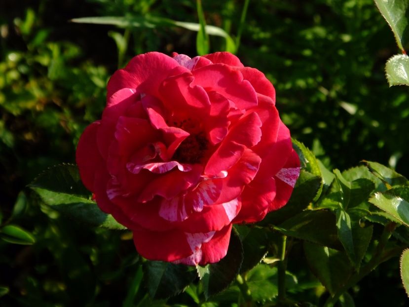 Broceliande - 2017_07_Iulie