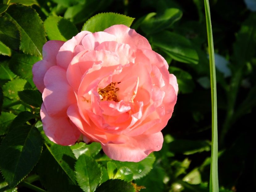 Rose de Molinard - 2017_07_Iulie