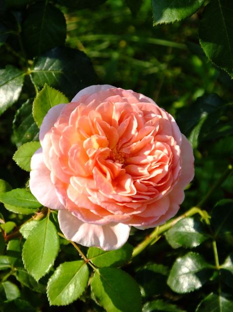 Abraham Darby 1 - 2017_07_Iulie