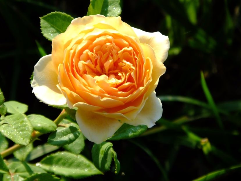 Crown Princess Margaret - 2017_07_Iulie