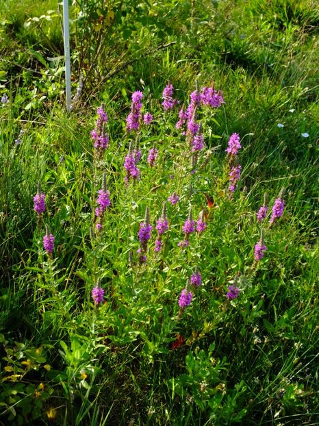 Rachitanul aparut spontan in fata tufei de trandafiri. - 2017_07_Iulie