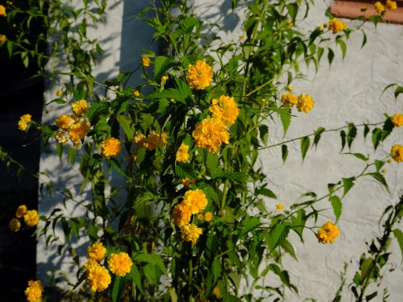 Kerria a crescut frumos in al 2 an. A reinflorit, dar i-am si dat apa saptamanal. - 2017_07_Iulie