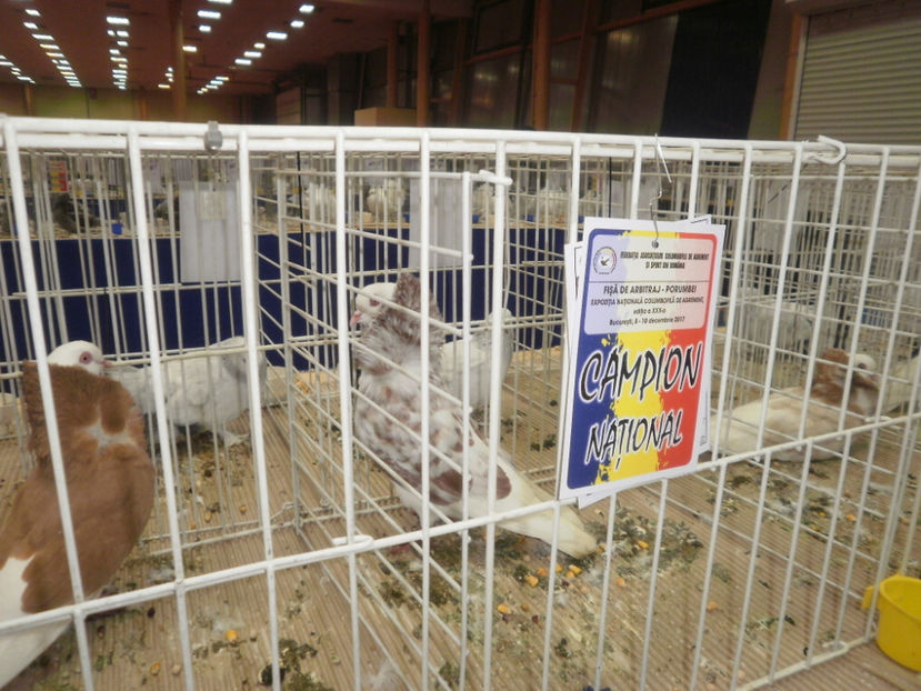 PC070001 - Expo-Bucuresti Nationala 2017
