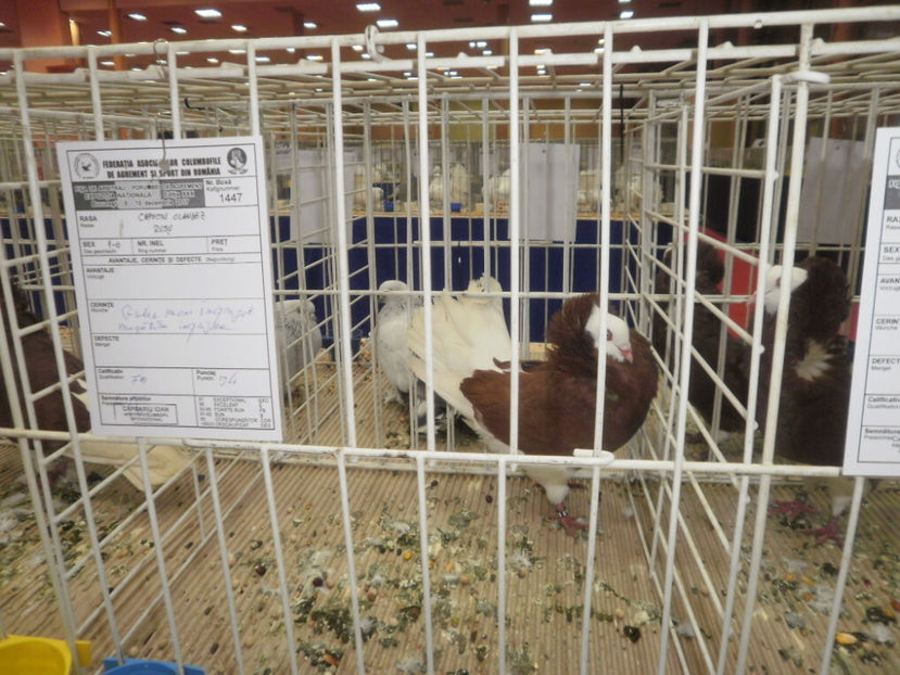 PC070006 - Expo-Bucuresti Nationala 2017