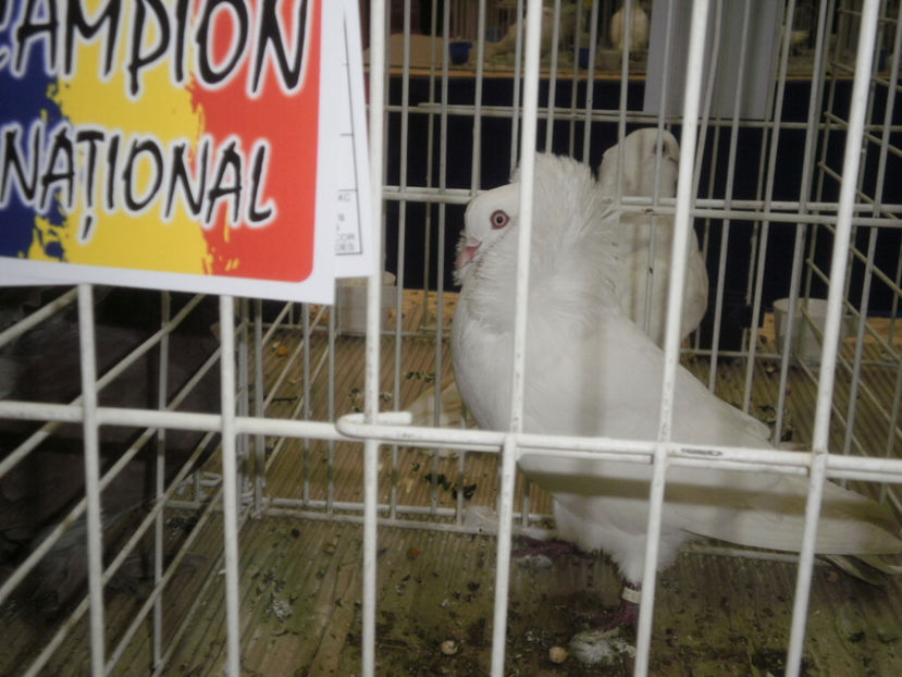 PC070010 - Expo-Bucuresti Nationala 2017