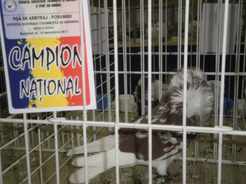 PC070012 - Expo-Bucuresti Nationala 2017