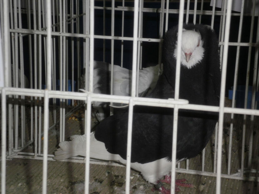 PC070016 - Expo-Bucuresti Nationala 2017