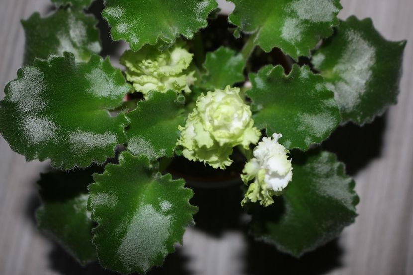 Irish Flirt - Irish Flirt