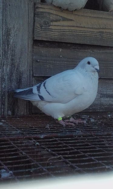  - femele ab azur 2011