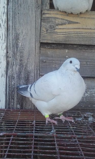  - femele ab azur 2011