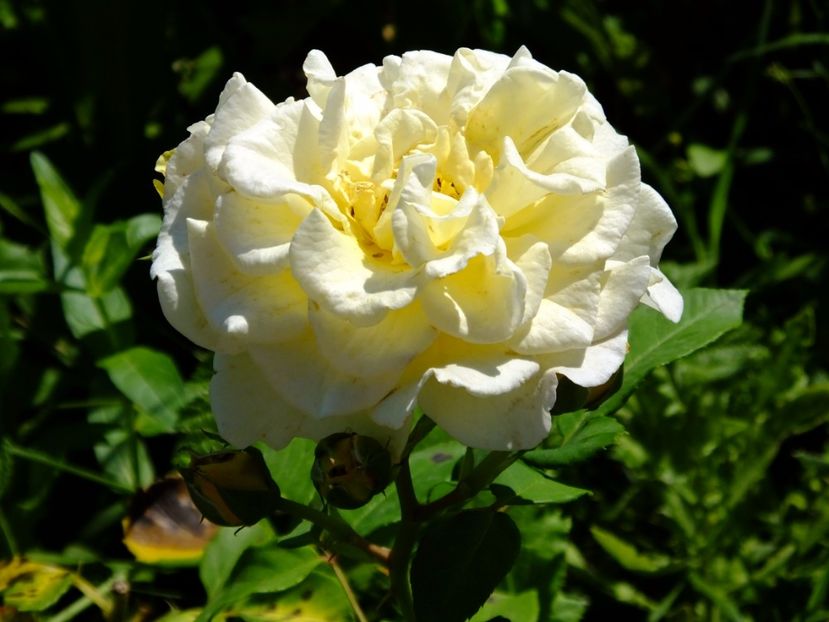 Comtessa - 2017_07_Iulie