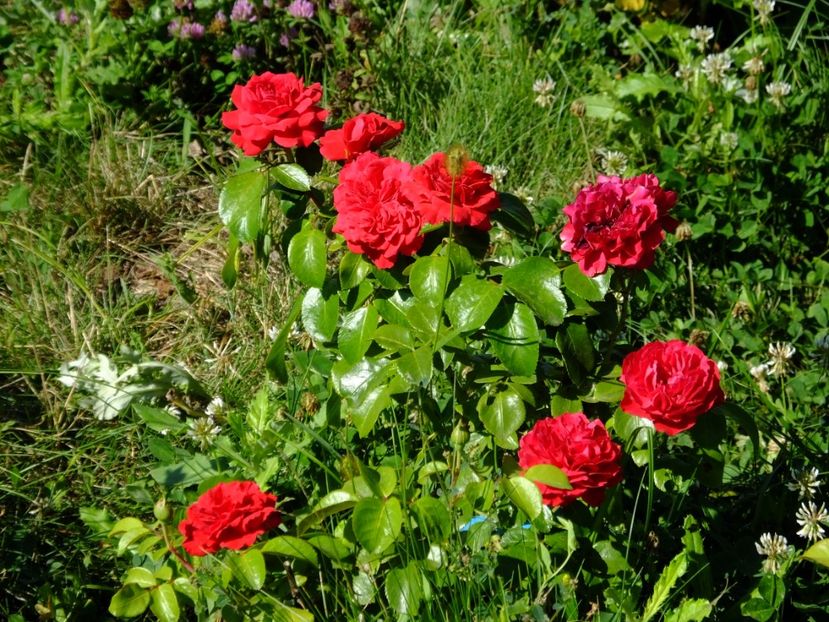 Red Leonardo da Vinci - 2017_07_Iulie