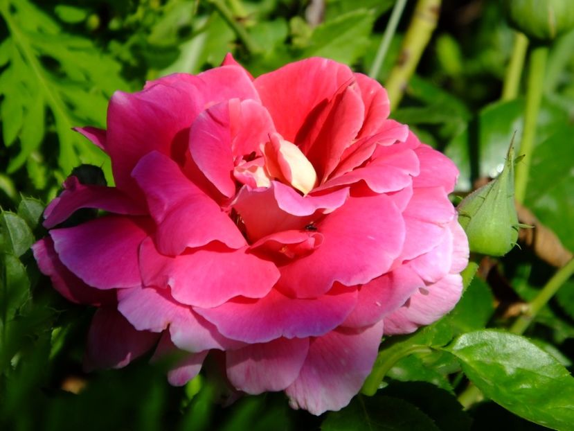 Kronenbourg - 2017_07_Iulie