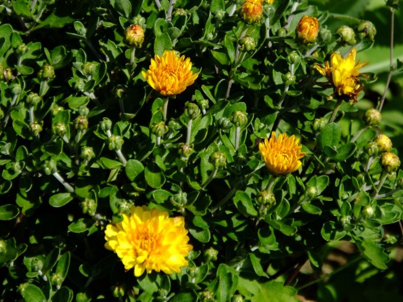 Grabita crizantema, 26 Iulie - 2017_07_Iulie