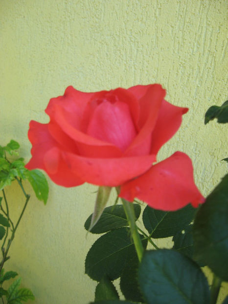 Picture 8309 - Trandafiri