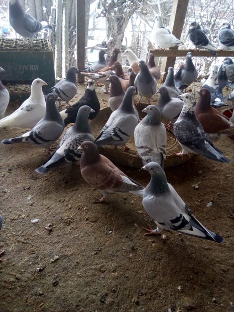  - Voiajori pentru 2018