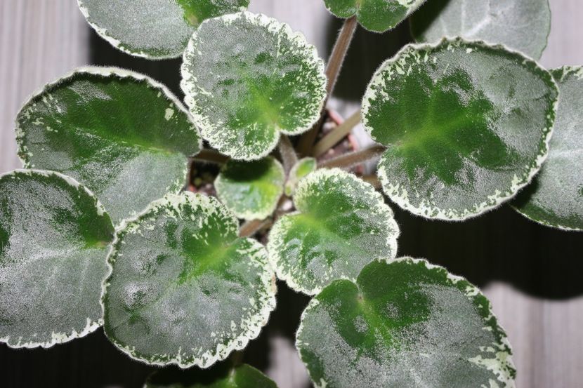 Sikarnyj Mak - Sikarnyj Mak