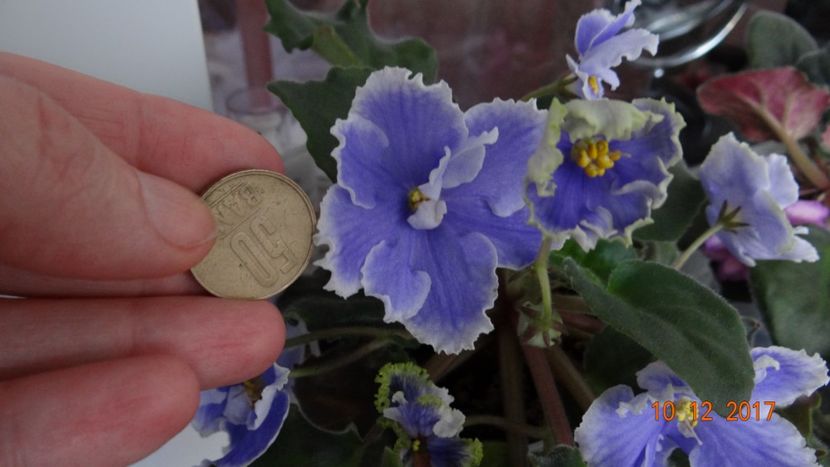 floarea este uriasa dar unghiul nu e bun - Violete Africane